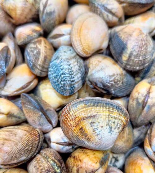 almeja-gallega-de-cultivo-pescaderia-barcelona-sunta