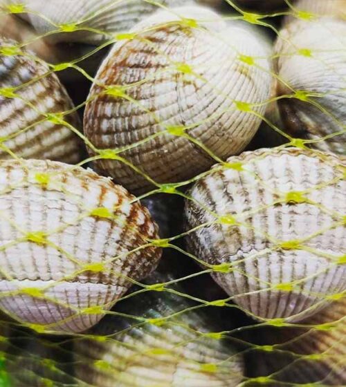 berberechos-de-galicia-marisco-moluscos-pescaderia-online-barcelona-sunta-concepcio