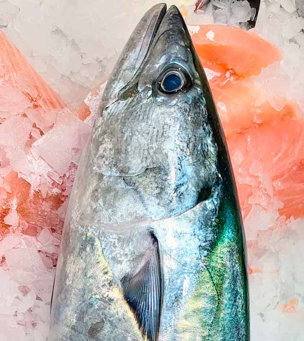 bonito-de-costa-pescaderia-barcelona-sunta