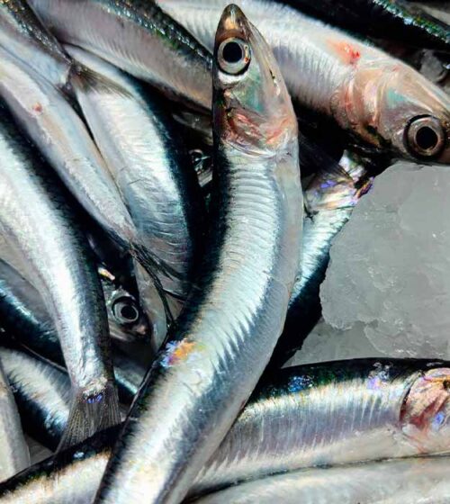 boqueron-extra-pescaderia-barcelona-sunta
