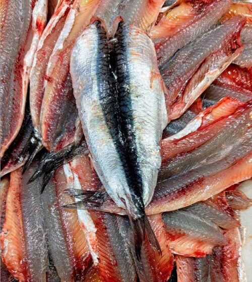 boqueron-fresco-sin-espinas-pescaderia-online-barcelona-sunta-concepcio
