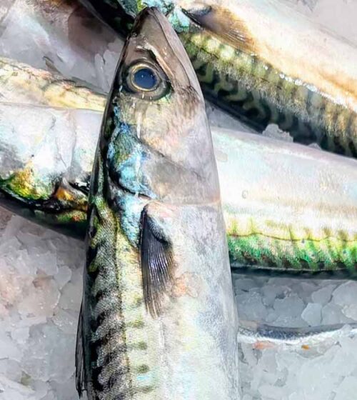 caballa-extra-pescaderia-barcelona-sunta