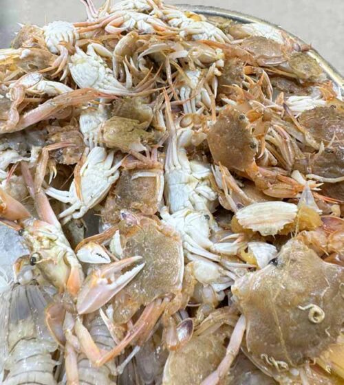 cangrejos-de-costa-pescaderia-online-barcelona-sunta-concepcio