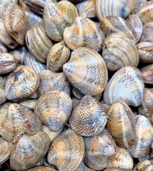chirla-de-costa-pescaderia-barcelona-sunta