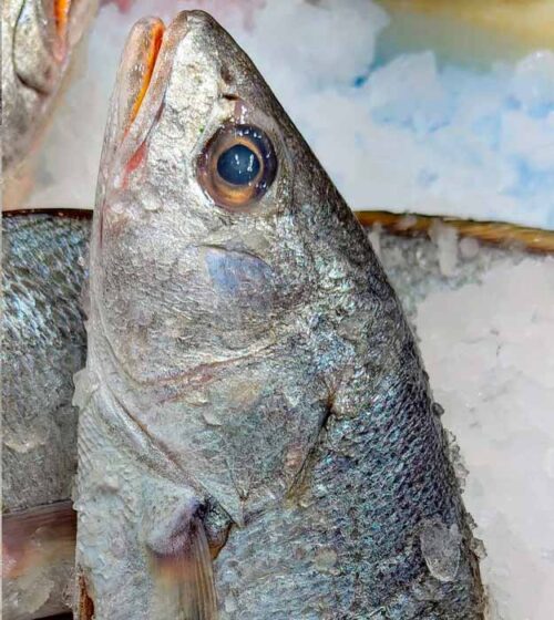 corvina-salvaje-pescaderia-barcelona-sunta