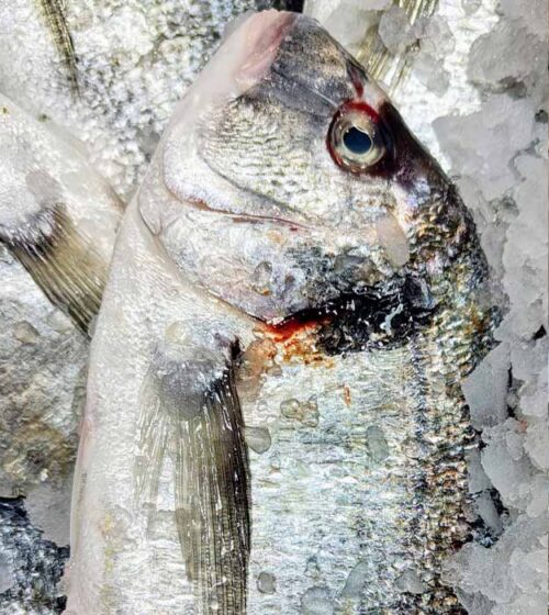 dorada-de-vivero-pescaderia-barcelona-sunta