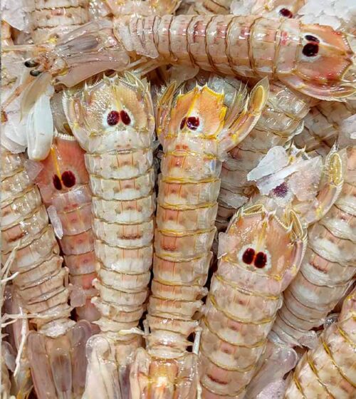galeras-de-costa-pescaderia-barcelona-sunta