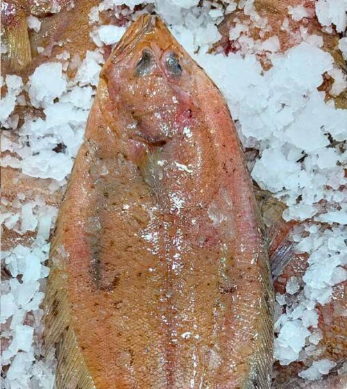 gallos-extra-pescaderia-barcelona-sunta