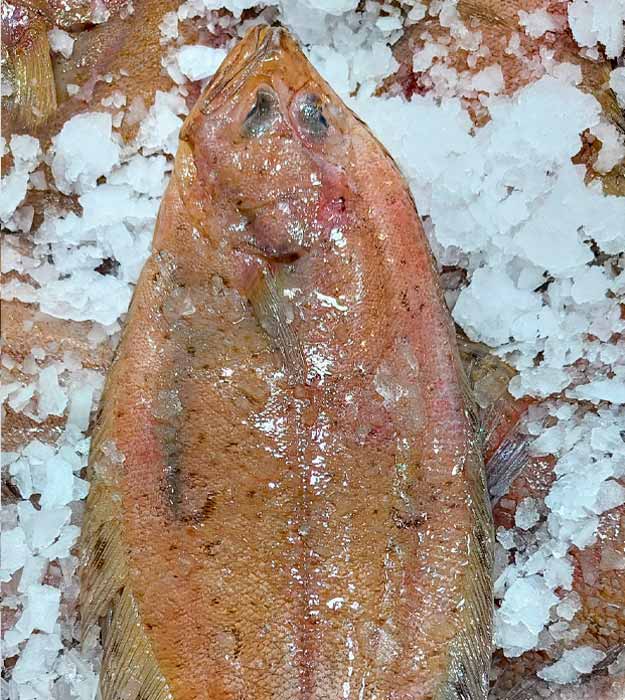 gallos-extra-pescaderia-barcelona-sunta