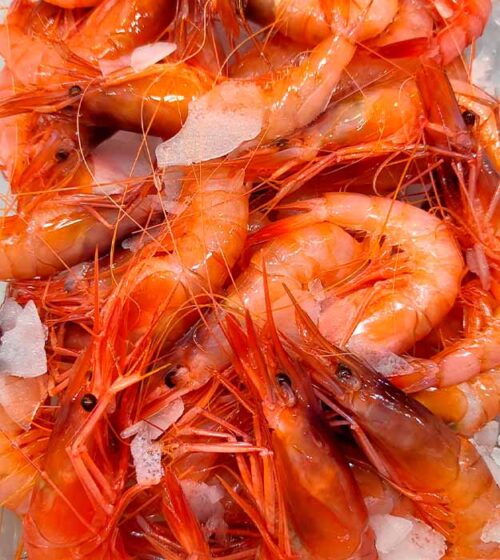 gamba-extra-del-mediterraneo-pescaderia-barcelona-sunta