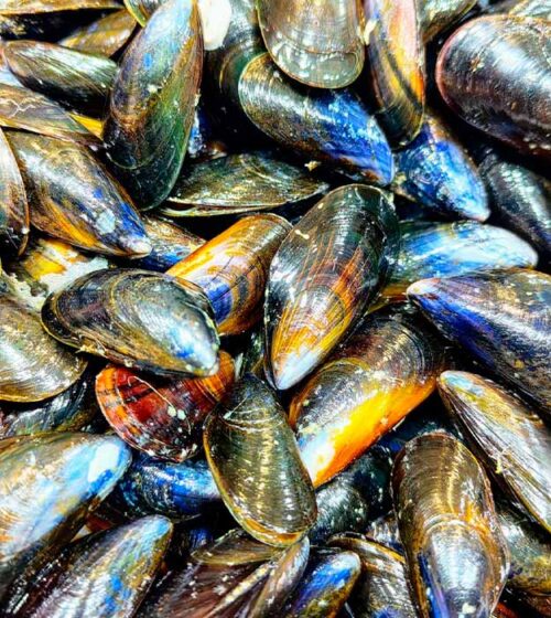 mejillon-bouchott-pescaderia-barcelona-sunta