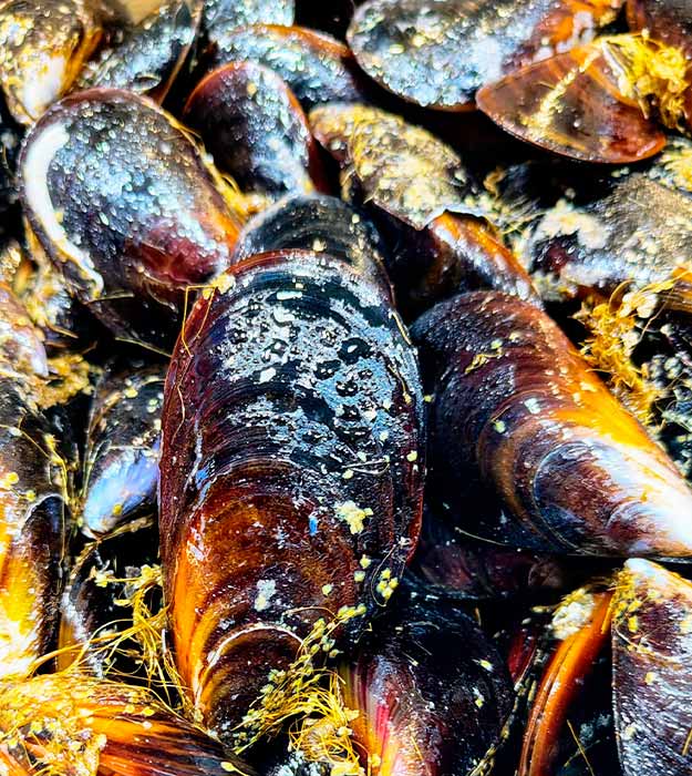 mejillon-gallego-de-galicia-pescaderia-barcelona-sunta