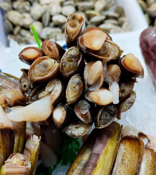 navajas-extra-molusco-marisco-pescaderia-online-barcelona-sunta-concepcio