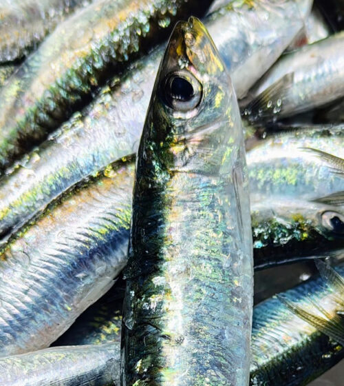 sardinas-extra-pescaderia-barcelona-sunta-concepcio