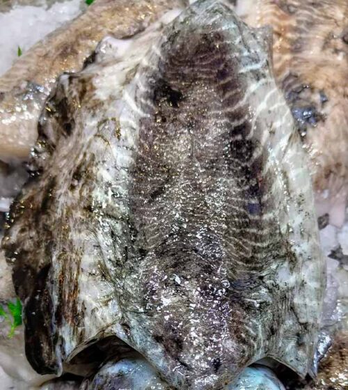 sepia-extra-fresca-pescaderia-barcelona-sunta