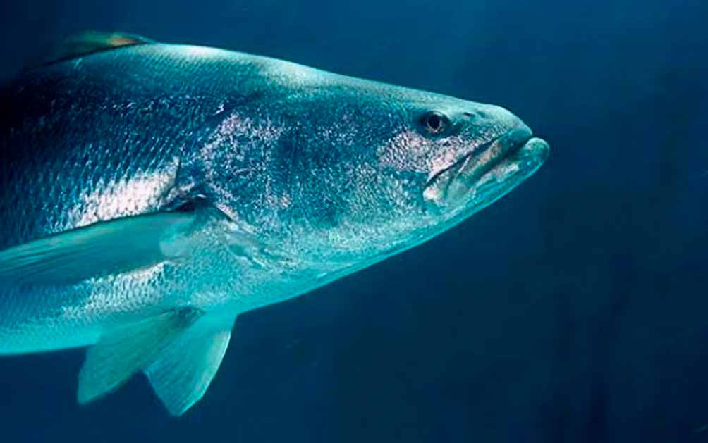 peix-mes-car-del-mon-la-totoaba-el-tresor-del-golf-de-california