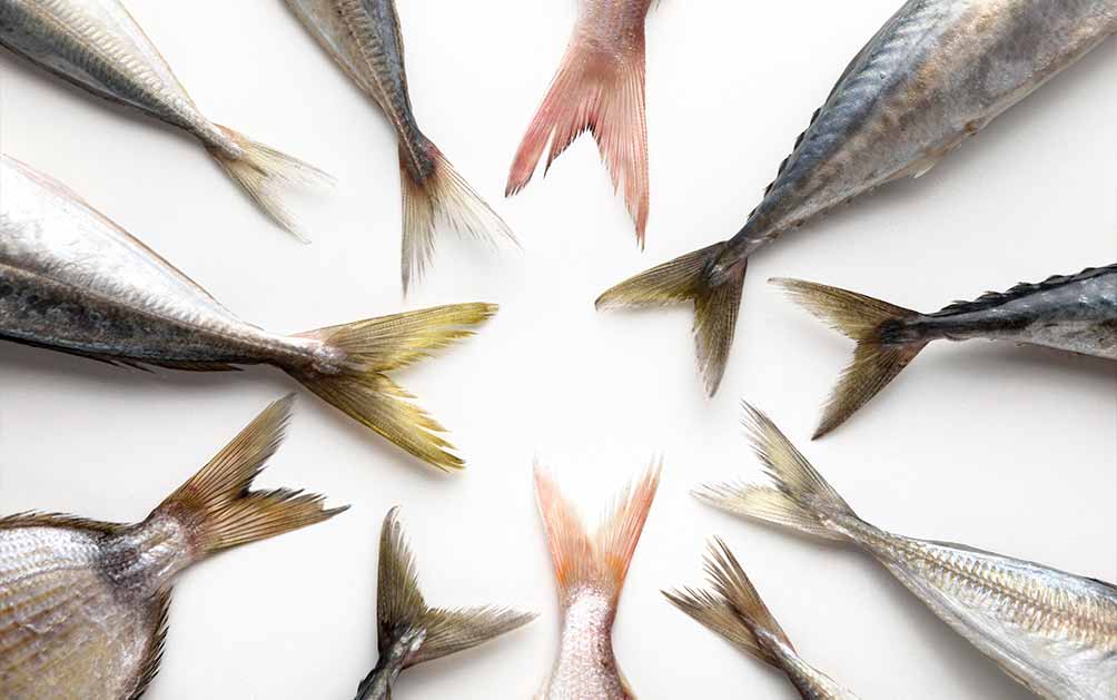 pescado-con-mas-mercurio-todo-lo-que-necesitas-saber
